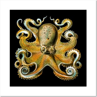 Octopus Posters and Art